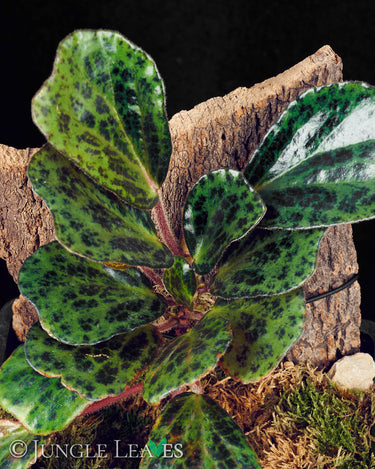 Begonia blancii 'Mottled'