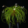 Begonia bogneri