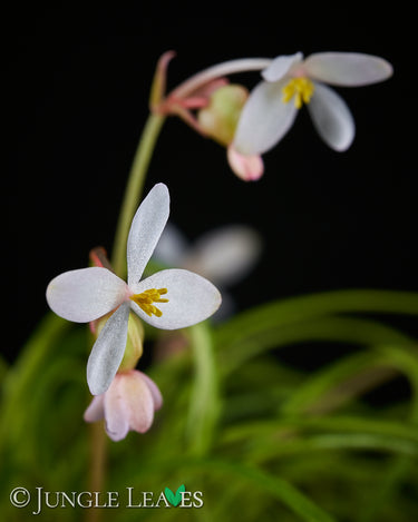 Begonia bogneri