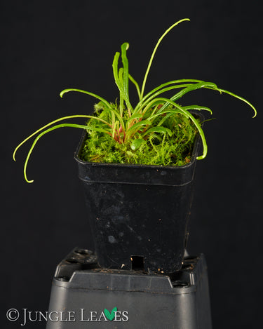 Begonia bogneri