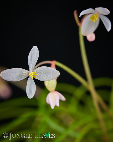 Begonia bogneri