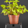 Begonia bowerae var. bowerae