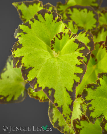 Begonia bowerae var. bowerae
