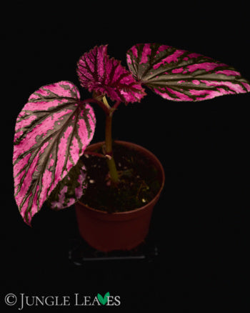 Begonia brevirimosa ssp. exotica