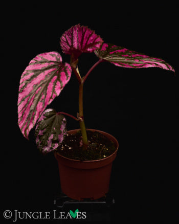 Begonia brevirimosa ssp. exotica