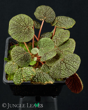 Begonia bullatifolia