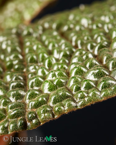 Begonia bullatifolia