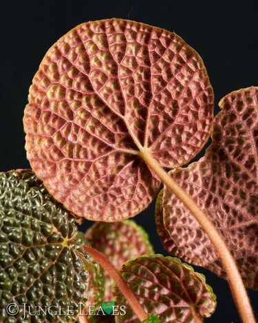 Begonia bullatifolia