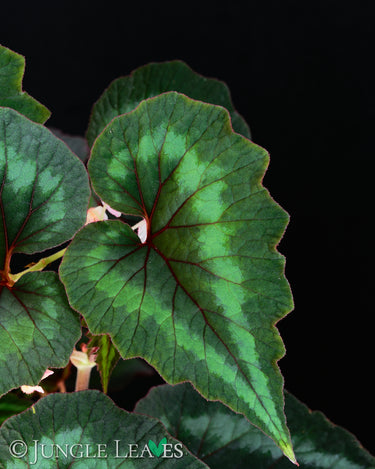 Begonia cathayana