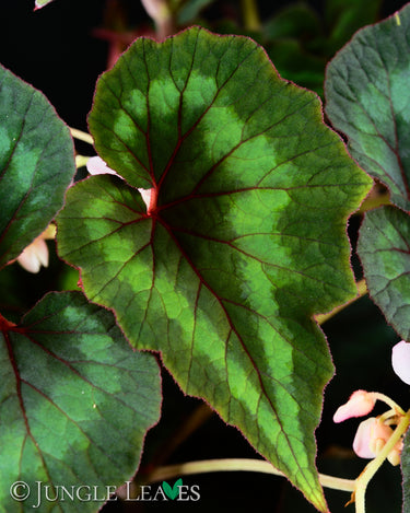 Begonia cathayana