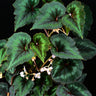 Begonia cathayana