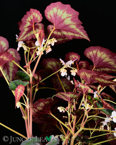 Begonia cathayana