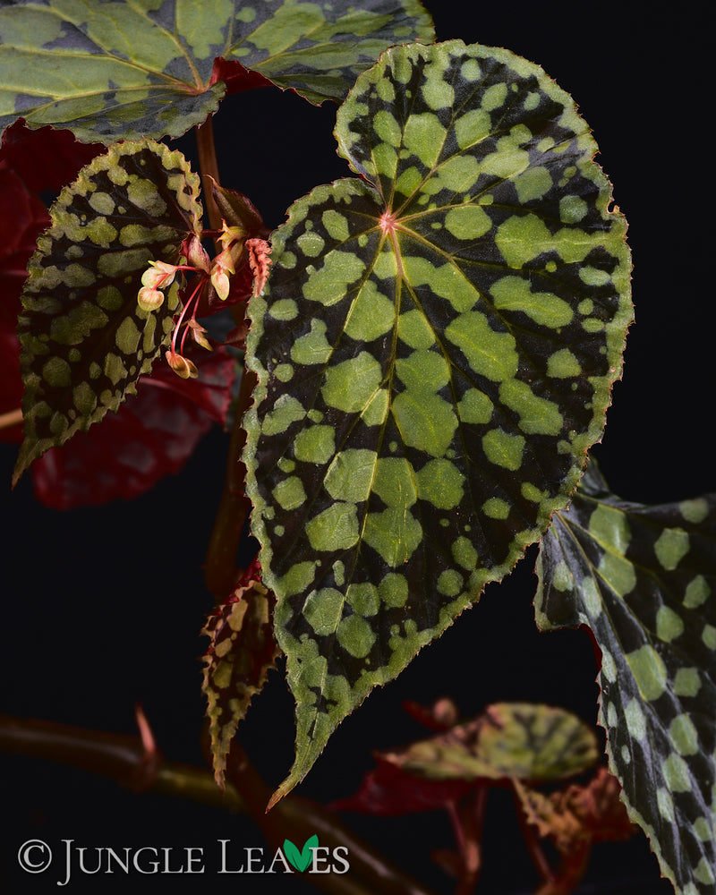Begonia chlorosticta 'Dark Form' (Red / Black)