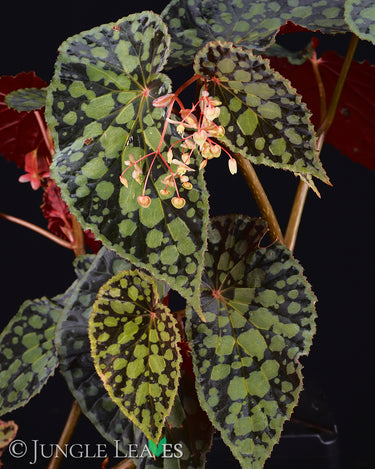 Begonia chlorosticta 'Dark Form' (Red / Black)