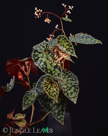 Begonia chlorosticta 'Dark Form' (Red / Black)