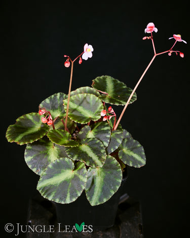 Begonia cleopatrae