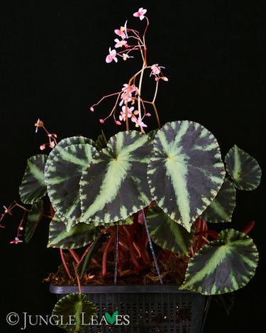 Begonia cleopatrae