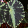Begonia cleopatrae