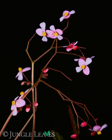 Begonia cleopatrae Blüte