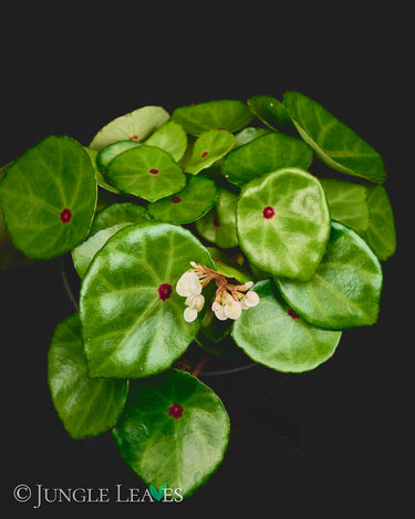 Begonia conchifolia