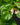 Begonia conchifolia