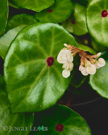 Begonia conchifolia