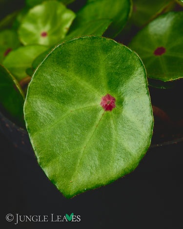 Begonia conchifolia