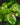Begonia conchifolia