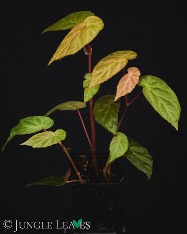 Begonia dietrichiana