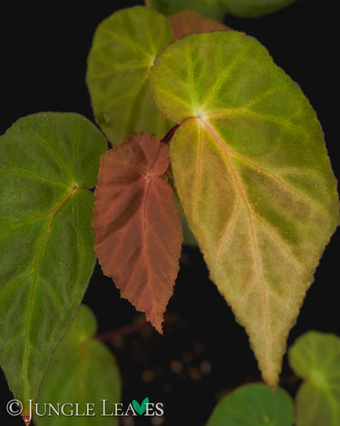 Begonia dietrichiana