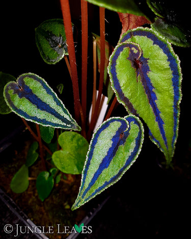Begonia dinhdui