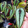 Begonia dinhdui