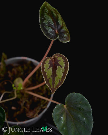 Begonia dinhdui