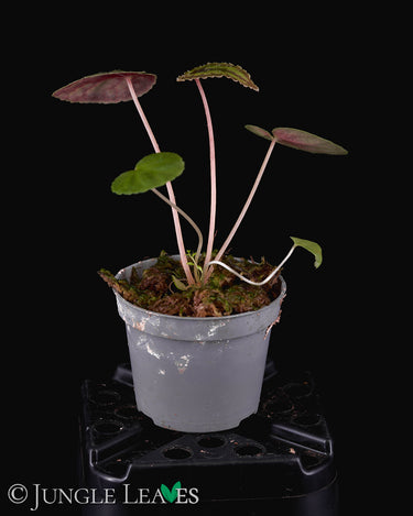 Begonia dinhdui