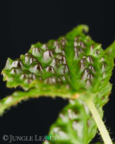 Begonia dracopelta