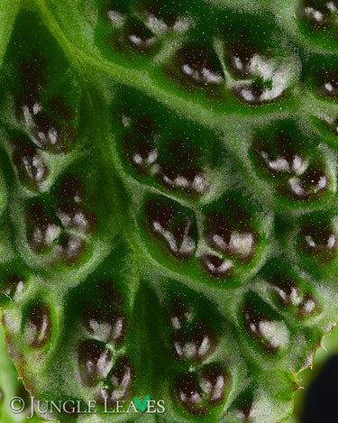 Begonia dracopelta