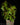 Begonia dregei