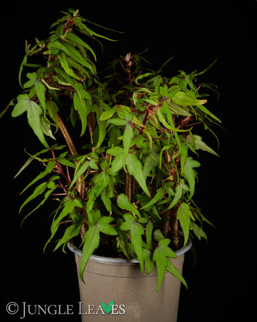 Begonia dregei