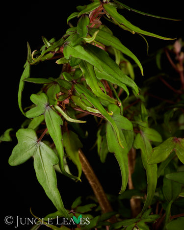 Begonia dregei