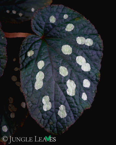 Begonia erectocarpa (sp. Tuyen Quang)