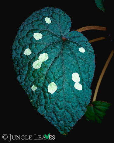 Begonia erectocarpa (sp. Tuyen Quang)