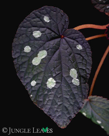 Begonia erectocarpa (sp. Tuyen Quang)