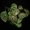 Begonia ferox