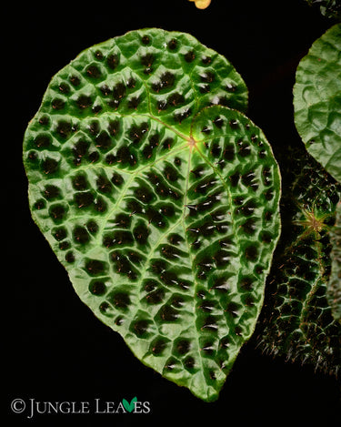 Begonia ferox