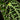 Begonia ferox