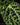 Begonia ferox