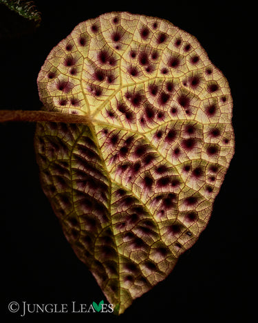 Begonia ferox
