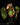 Begonia ferox