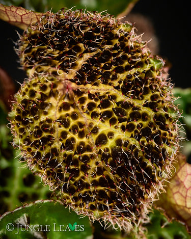 Begonia ferox