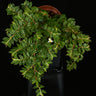 Begonia foliosa